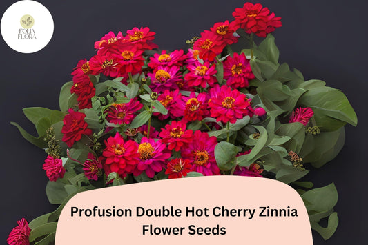 Profusion Double Hot Cherry Zinnia Seeds: Compact Cherry-Pink Blooms