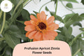 Profusion Apricot Zinnia Seeds: Peach-Orange Blooms for Summer Gardens