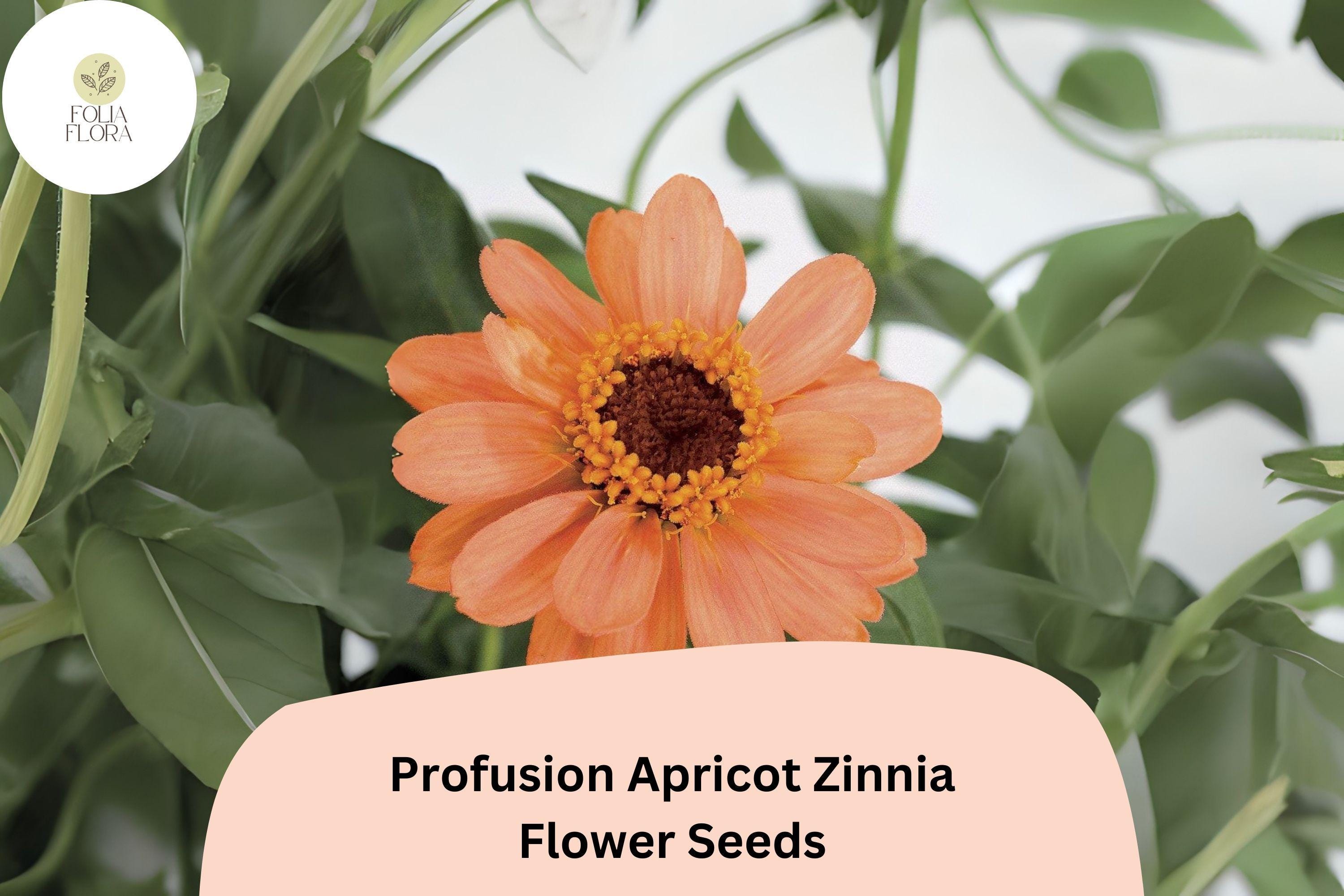 Profusion Apricot Zinnia Seeds: Peach-Orange Blooms for Summer Gardens