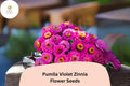 Pumila Violet Zinnia Seeds: Compact Purple Blooms for Summer Gardens