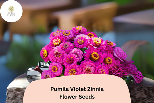 Pumila Violet Zinnia Seeds: Compact Purple Blooms for Summer Gardens