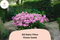 Bill Baker Phlox Seeds | Soft Pink Lavender Perennial Flower