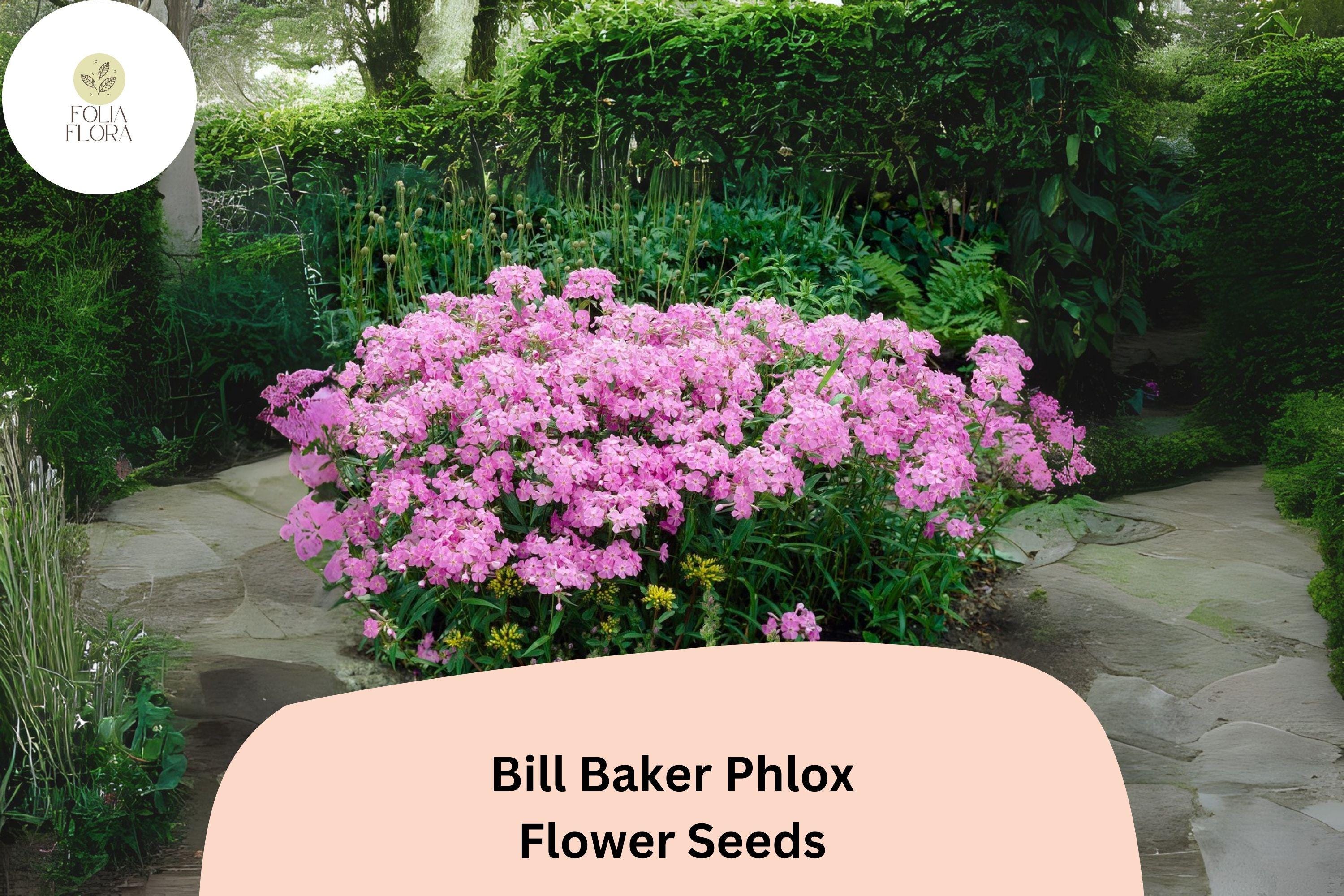 Bill Baker Phlox Seeds | Soft Pink Lavender Perennial Flower