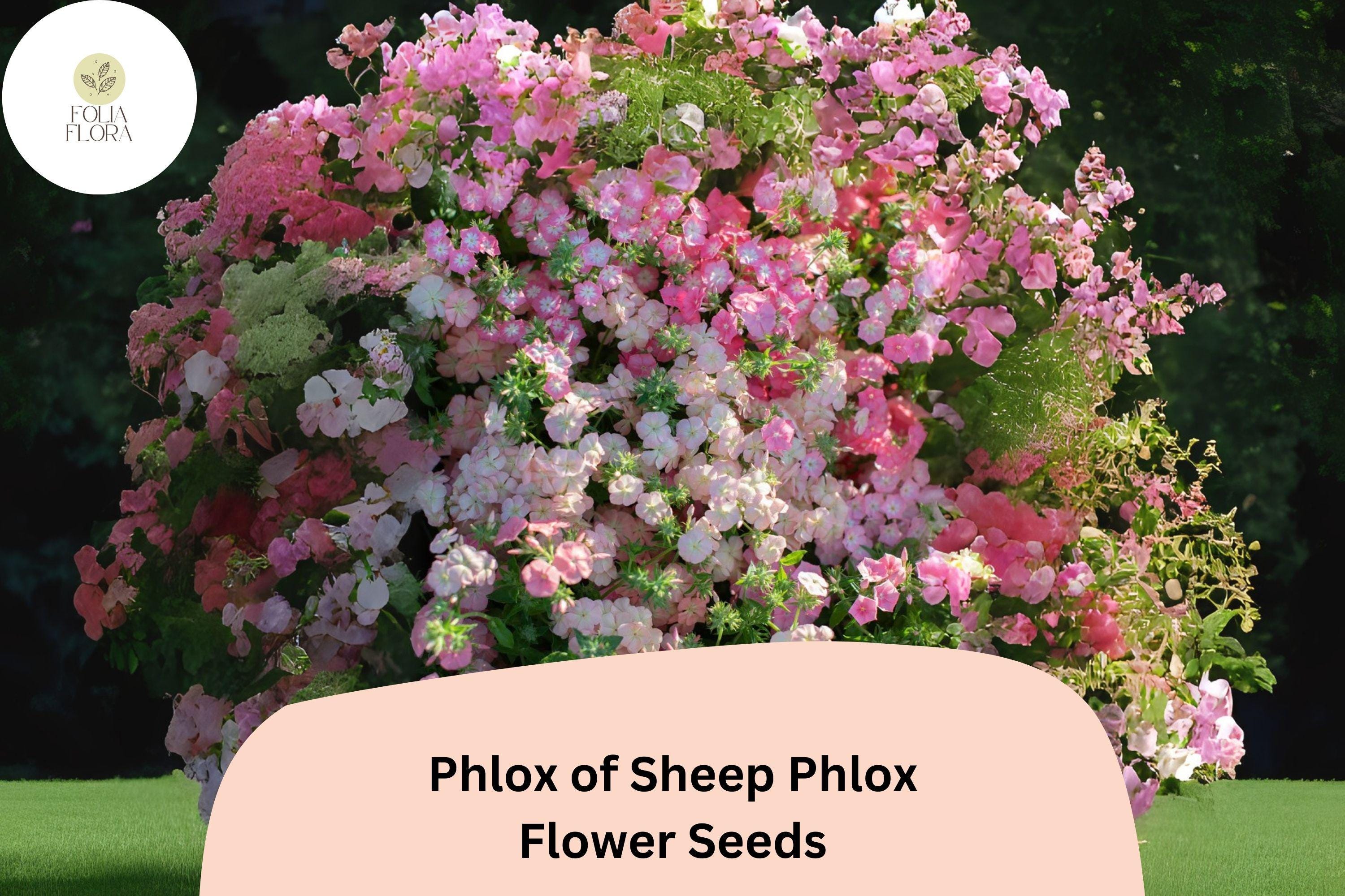 Pink Creeping Phlox Seeds | Groundcover Perennial for Rock Gardens