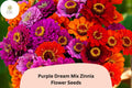 Purple Dream Zinnia Seeds: Violet Bloom Mix, Cut Flowers