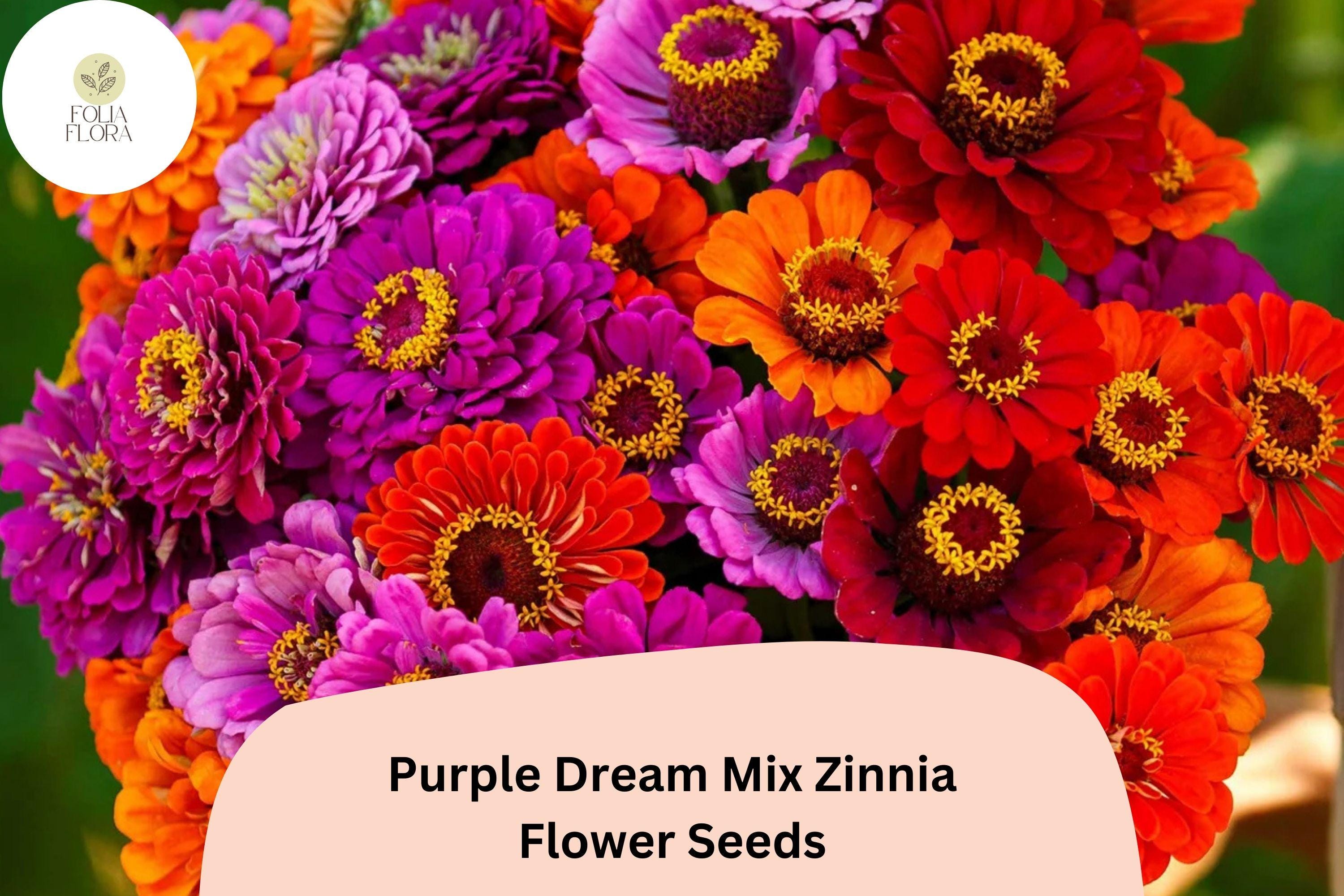 Purple Dream Zinnia Seeds: Violet Bloom Mix, Cut Flowers