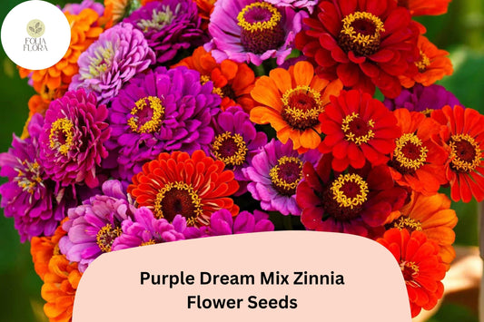 Purple Dream Zinnia Seeds: Violet Bloom Mix, Cut Flowers