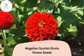 Magellan Scarlet Zinnia Seeds: Bold Red Blooms for Cutting Gardens