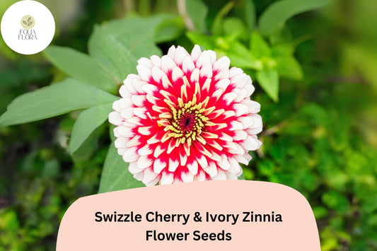 Swizzle Cherry & Ivory Zinnia Seeds: Bi-Color Blooms, Pollinator Garden