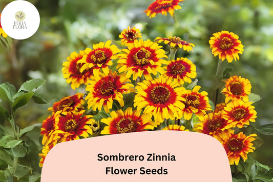 Sombrero Zinnia Seeds: Heirloom Non-GMO Annual Flowers