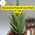 1 Sansevieria francisii - Live Succulent Plant 5" Tall - Drought-Tolerant Snake Plant Cactus