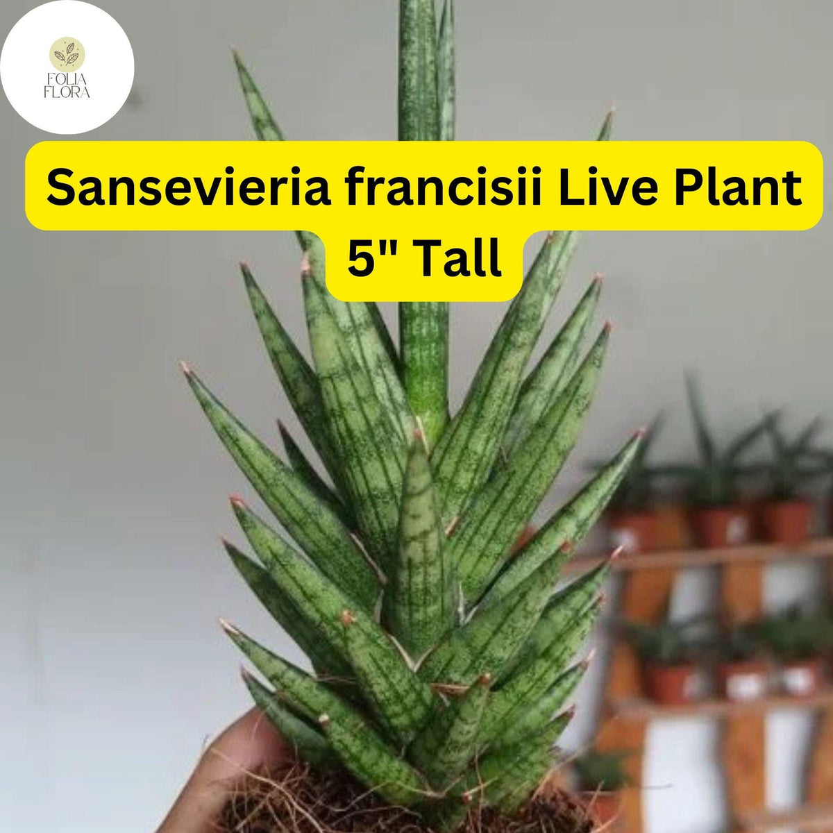 1 Sansevieria francisii - Live Succulent Plant 5" Tall - Drought-Tolerant Snake Plant Cactus