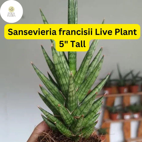 1 Sansevieria francisii - Live Succulent Plant 5" Tall - Drought-Tolerant Snake Plant Cactus