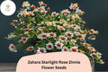 100+ Zahara Starlight Rose Zinnia Seeds â€“ Hybrid Non-GMO Annual Flowers for Garden Planting & Borders