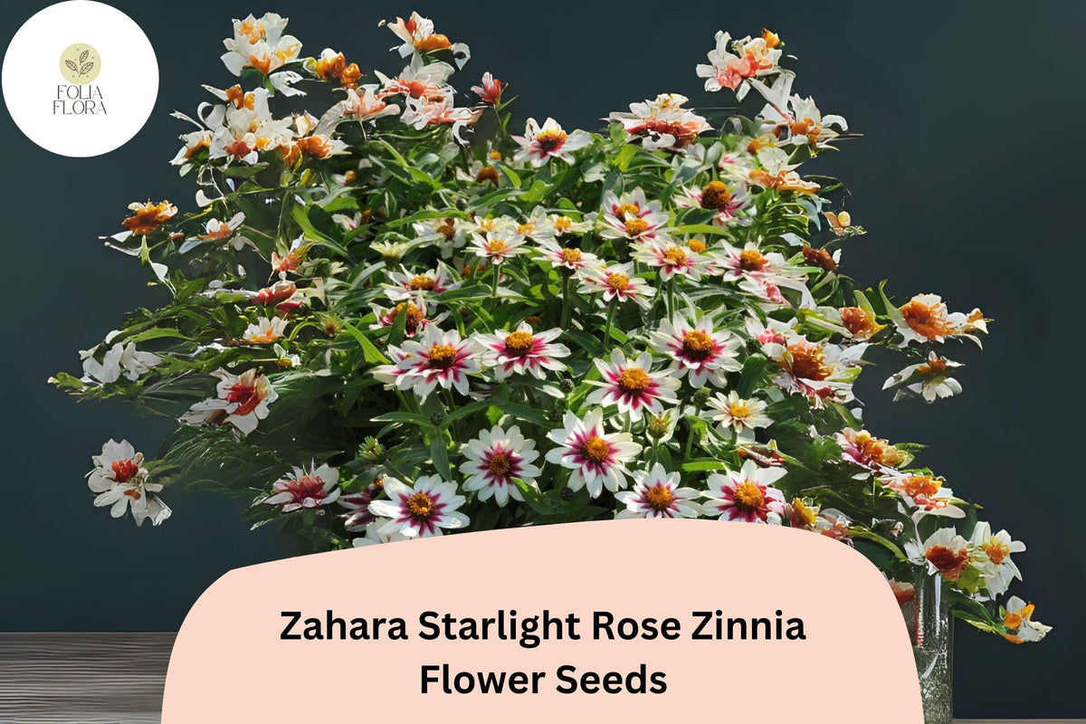 100+ Zahara Starlight Rose Zinnia Seeds â€“ Hybrid Non-GMO Annual Flowers for Garden Planting & Borders