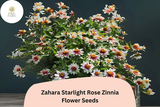 100+ Zahara Starlight Rose Zinnia Seeds â€“ Hybrid Non-GMO Annual Flowers for Garden Planting & Borders