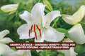 Casa Blanca Lily Bulbs - Fragrant White Lilium ‘Casa Blanca’ - 5 Pack for Garden, Border, or Cut Flowers