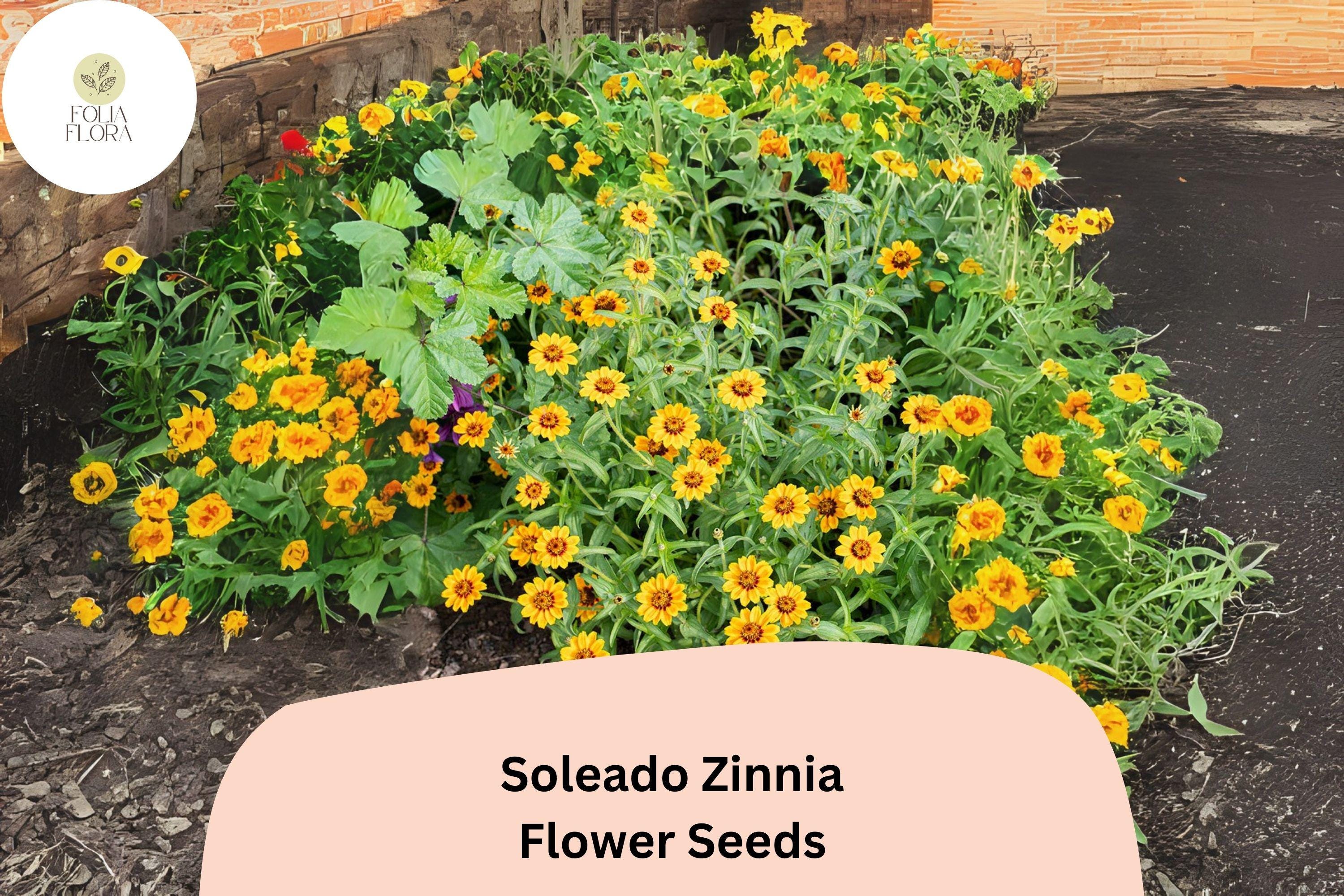 Soleado Zinnia Seeds â€“ Golden Yellow Flowers, Non-GMO