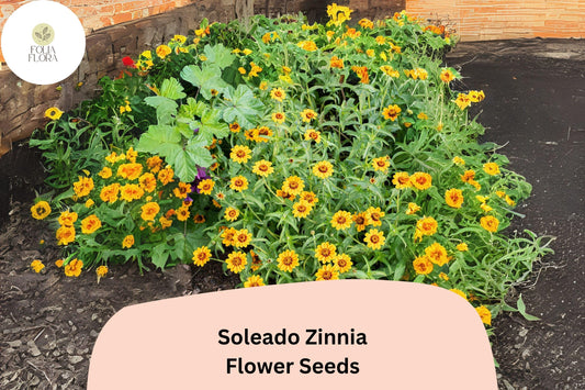 Soleado Zinnia Seeds â€“ Golden Yellow Flowers, Non-GMO