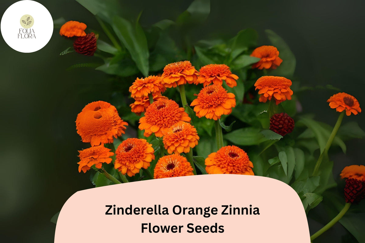 Zinderella Orange Zinnia Seeds â€“ Double Bloom, Non-GMO