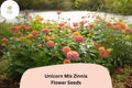 Unicorn Mix Zinnia Seeds â€“ Pastel & Bright Blend, Non-GMO