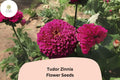 Tudor Zinnia Seeds â€“ Bi-Color Zinnia elegans for Cut Flower Garden