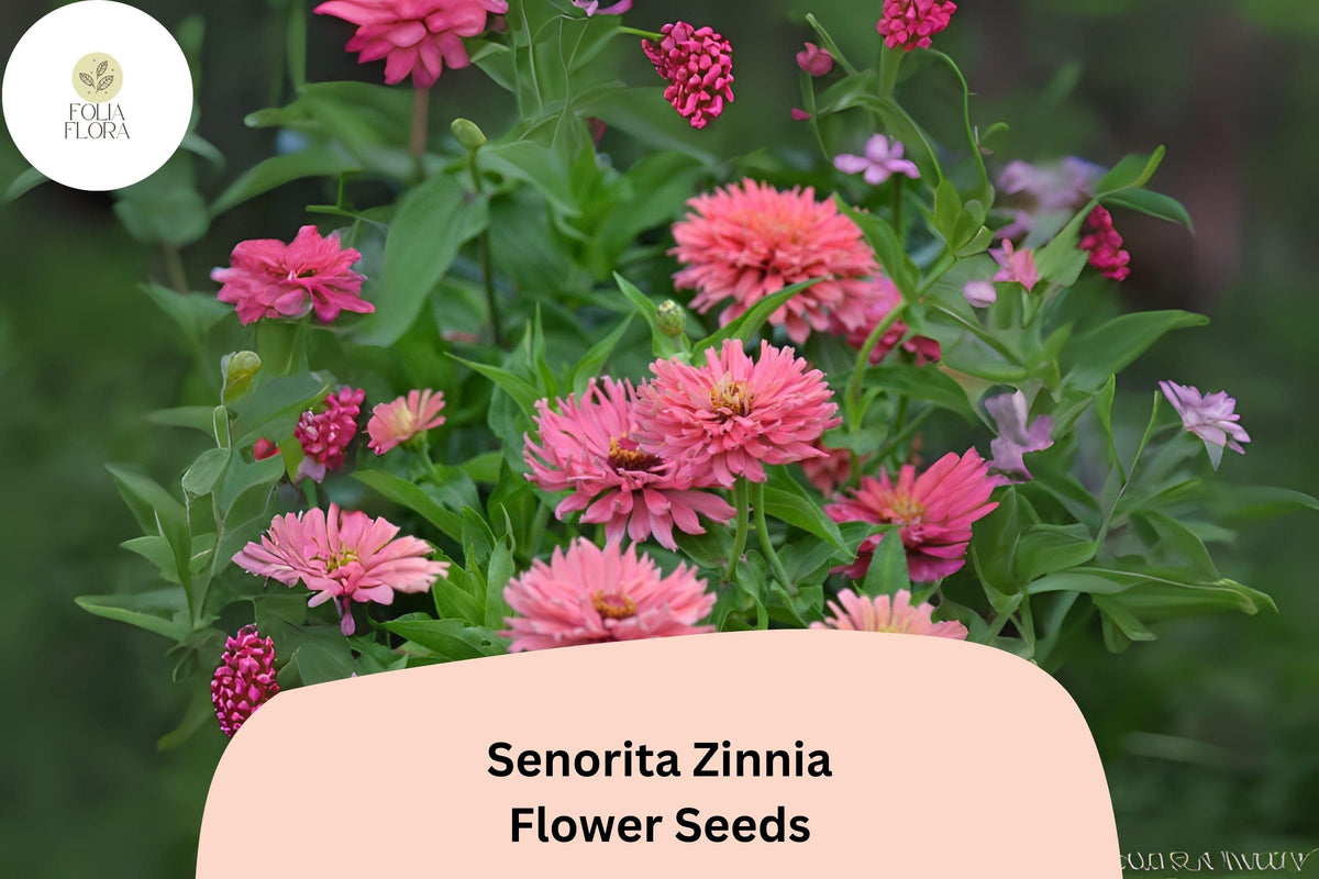 100+ SeÃ±orita Zinnia Seeds â€“ Bright Pink Blooms for Garden Planting, Borders & Cut Flowers