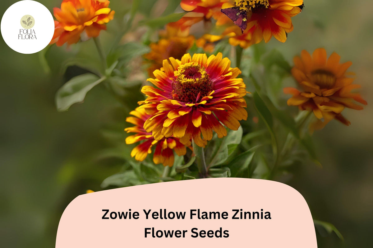 Zowie Yellow Flame Zinnia Seeds â€“ Non-GMO, Bi-Color Blooms