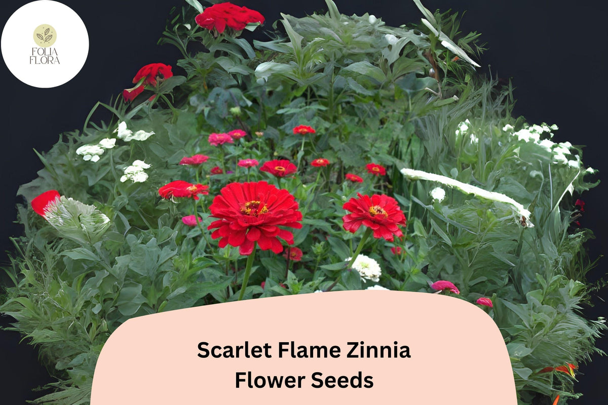 100+ Scarlet Flame Zinnia Seeds â€“ Bright Red Blooms for Garden Planting, Borders & Cut Flowers