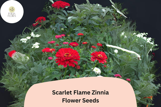 100+ Scarlet Flame Zinnia Seeds â€“ Bright Red Blooms for Garden Planting, Borders & Cut Flowers