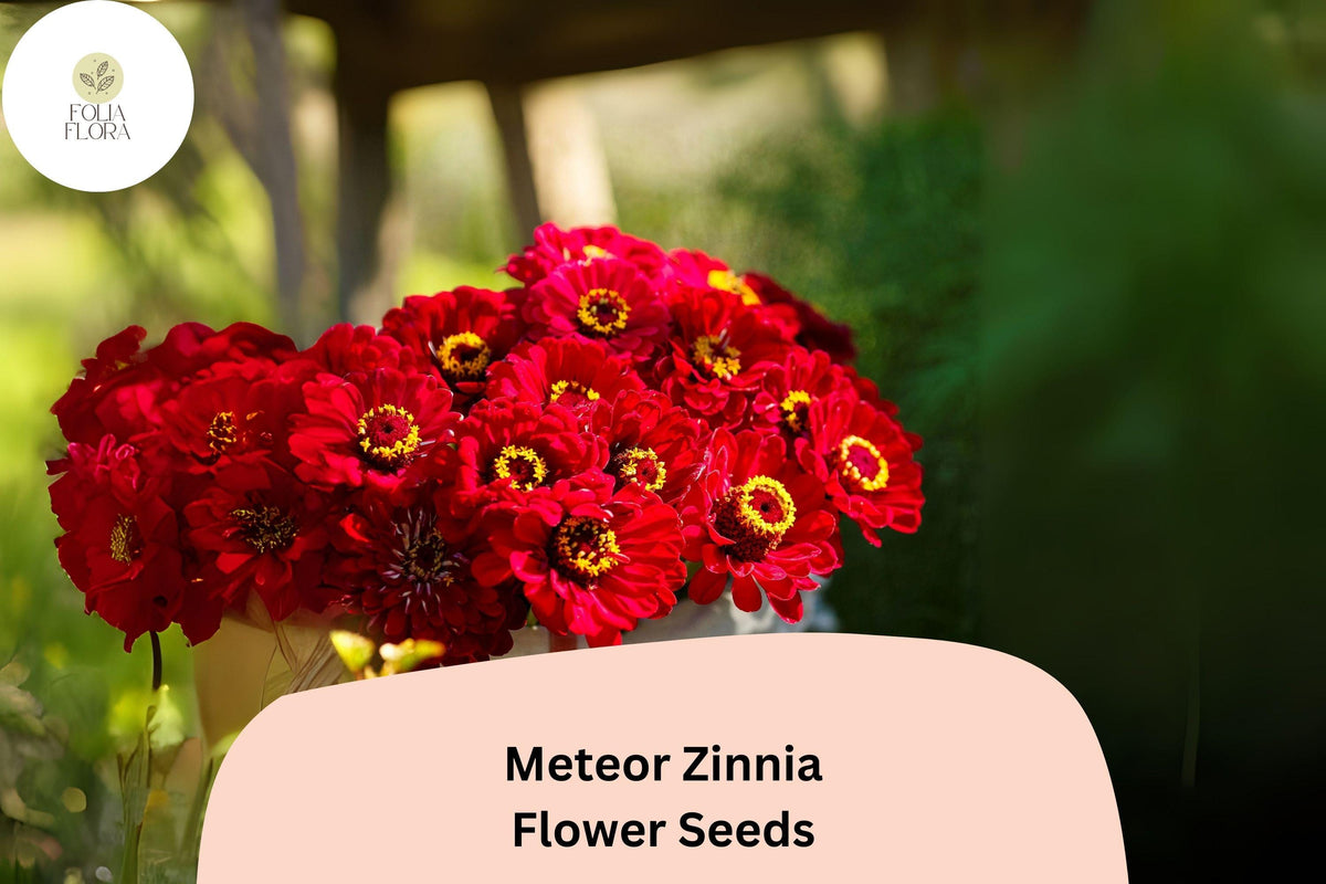100+ Meteor Zinnia Seeds â€“ Deep Red Blooms for Garden Planting, Borders & Cut Flowers