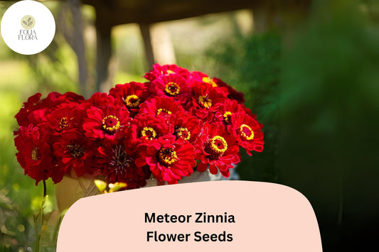 100+ Meteor Zinnia Seeds â€“ Deep Red Blooms for Garden Planting, Borders & Cut Flowers