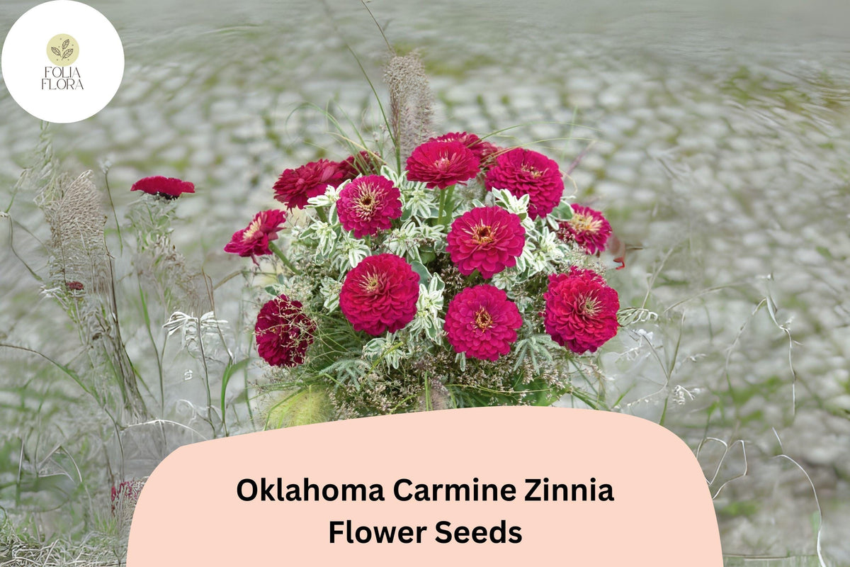 100+ Oklahoma Carmine Zinnia Seeds â€“ Rich Rose-Red Blooms for Garden Planting, Borders & Cut Flowers