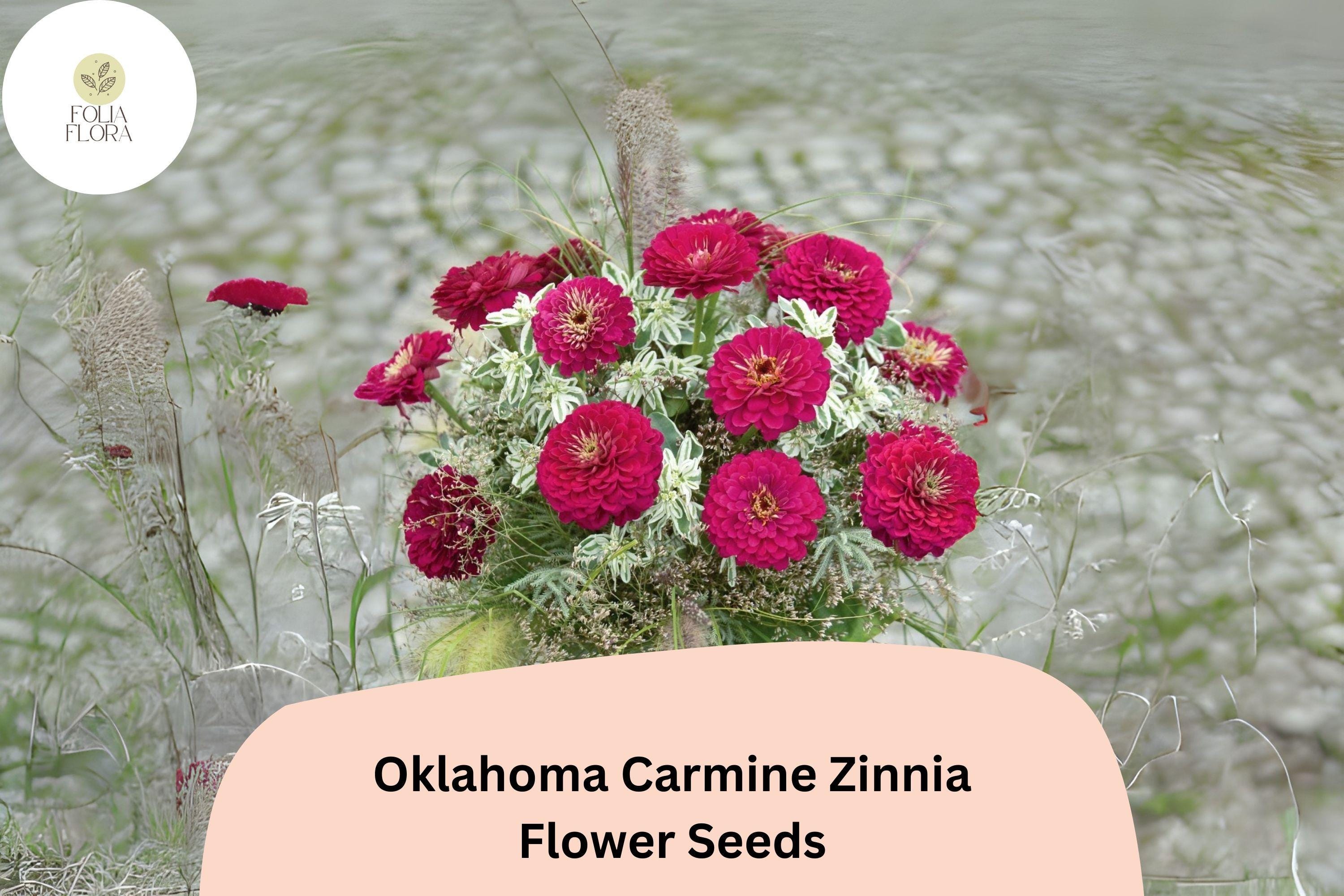 100+ Oklahoma Carmine Zinnia Seeds â€“ Rich Rose-Red Blooms for Garden Planting, Borders & Cut Flowers
