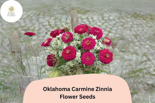 100+ Oklahoma Carmine Zinnia Seeds â€“ Rich Rose-Red Blooms for Garden Planting, Borders & Cut Flowers