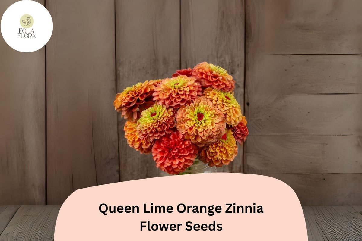 100+ Queen Lime Orange Zinnia Seeds â€“ Peach-Orange Garden Blooms
