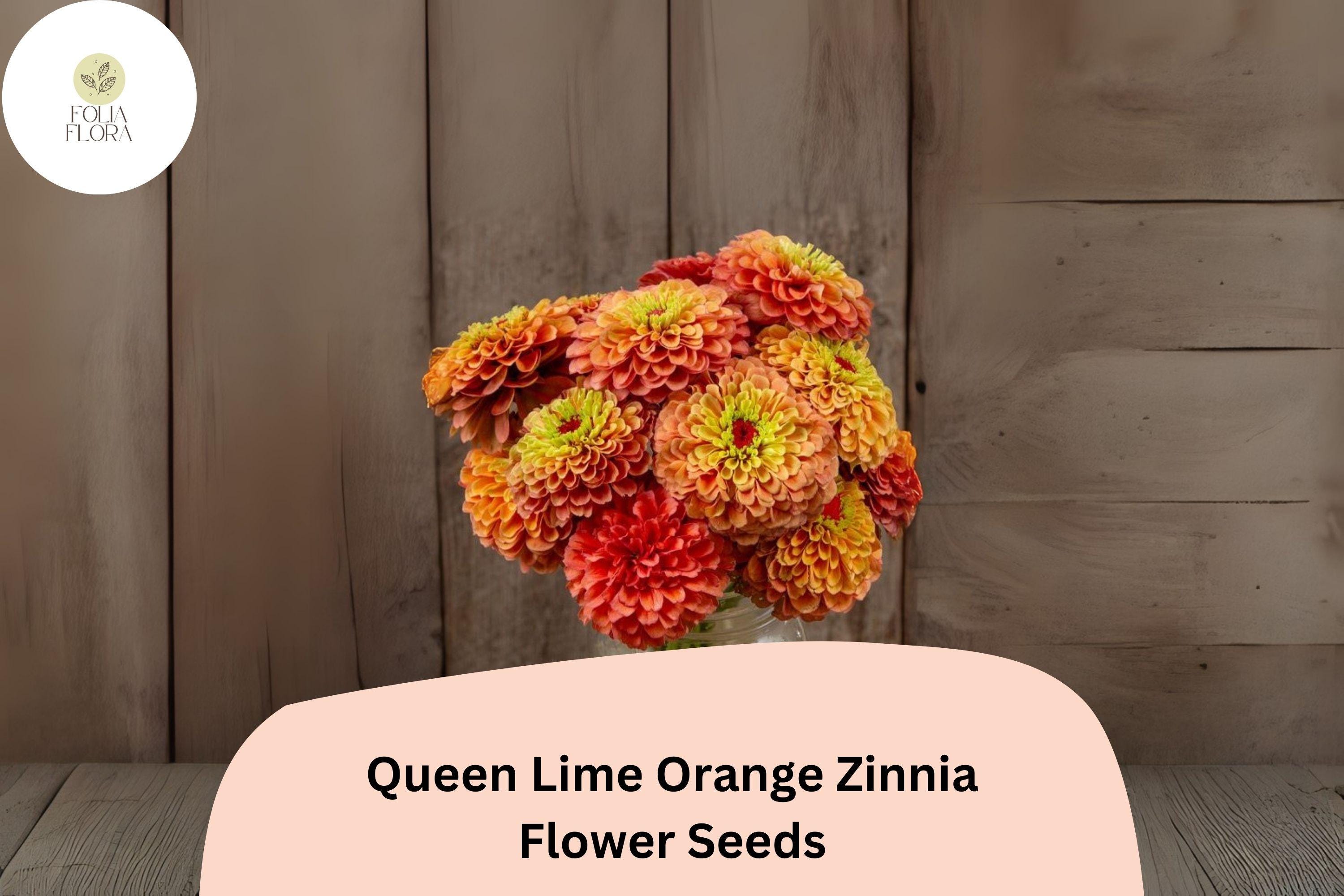 100+ Queen Lime Orange Zinnia Seeds â€“ Peach-Orange Garden Blooms