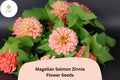 100+ Magellan Salmon Zinnia Seeds â€“ Soft Salmon Blooms for Garden Beds, Borders & Cut Flowers