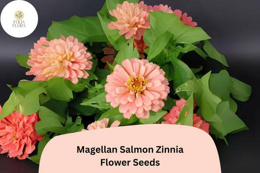 100+ Magellan Salmon Zinnia Seeds â€“ Soft Salmon Blooms for Garden Beds, Borders & Cut Flowers