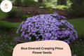 Blue Emerald Creeping Phlox Seeds | Ground Cover Perennial