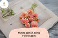 100+ Pumila Salmon Zinnia Seeds â€“ Soft Salmon-Pink Blooms for Garden Beds, Borders & Cut Flowers