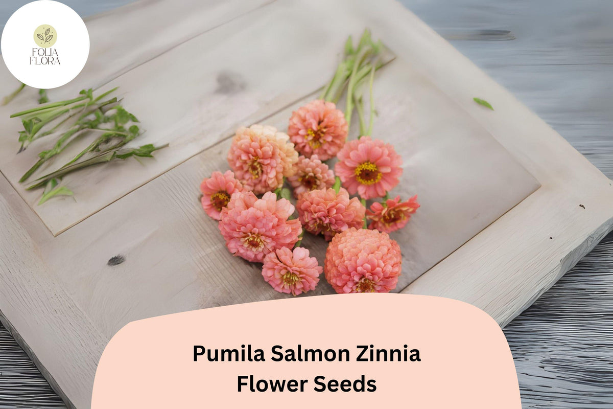 100+ Pumila Salmon Zinnia Seeds â€“ Soft Salmon-Pink Blooms for Garden Beds, Borders & Cut Flowers