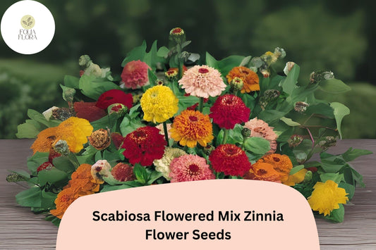 100+ Scabiosa Flowered Mix Zinnia Seeds â€“ Unique Double Blooms for Garden Beds, Borders & Bouquets