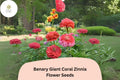 100+ Benary Giant Coral Zinnia Seeds â€“ Large Double Blooms for Cutting Gardens & Summer Borders