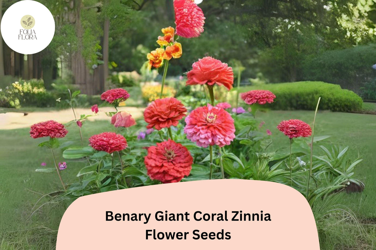 100+ Benary Giant Coral Zinnia Seeds â€“ Large Double Blooms for Cutting Gardens & Summer Borders