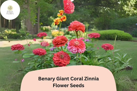 100+ Benary Giant Coral Zinnia Seeds â€“ Large Double Blooms for Cutting Gardens & Summer Borders