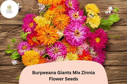100+ Burpeeana Giants Mix Zinnia Seeds â€“ Tall Heirloom Blooms for Cutting & Summer Gardens
