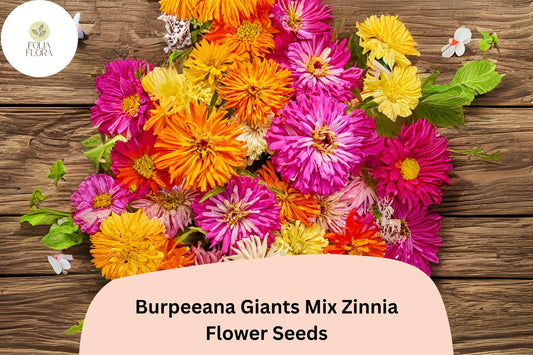 100+ Burpeeana Giants Mix Zinnia Seeds â€“ Tall Heirloom Blooms for Cutting & Summer Gardens