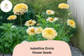 100+ Isabellina Zinnia Seeds â€“ Pale Cream Blooms for Bouquets, Borders & Cottage Gardens