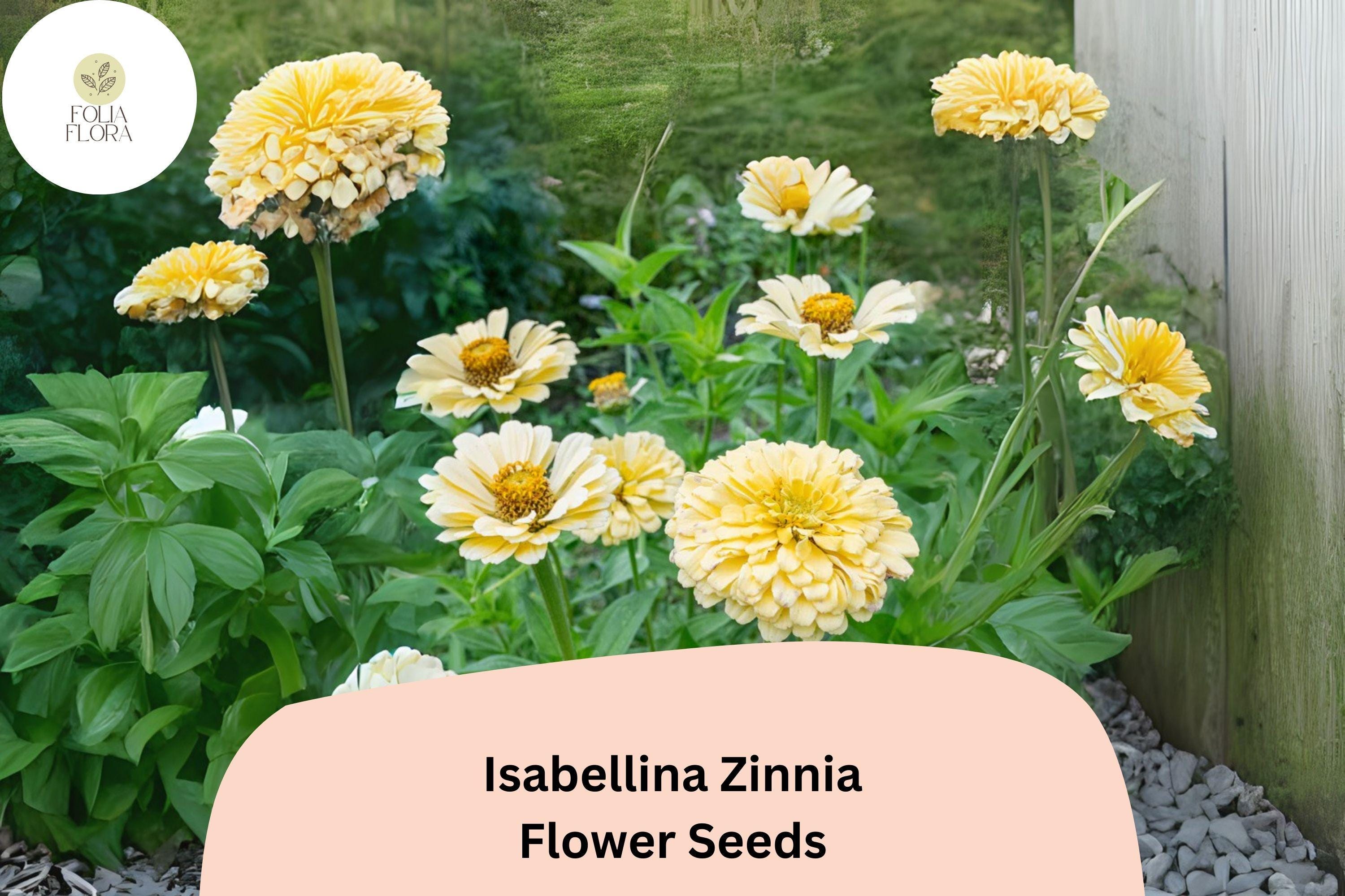 100+ Isabellina Zinnia Seeds â€“ Pale Cream Blooms for Bouquets, Borders & Cottage Gardens